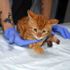 Kocaeli de ayakları yanmış halde bulunan kedi tedavi ...