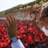 Cumhurbaşkanı Erdoğan Nissibi Köprüsü'nü açtı Cumhurbaşkanı Erdoğan Nissibi Köprüsü'nü açtı