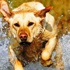 Çağrıldığında gelmeyen köpek Çağrıldığında gelmeyen köpek
