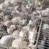 Çin’de “yemek” için tutulan 700 kedi kurtarıldı