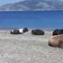Muğla'da plajın sürpriz misafirleri görenleri şaşırttı