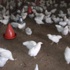 161 bin tavuk itlaf edildi 161 bin tavuk itlaf edildi