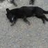 Zehirlenen köpek ve yavrusu telef oldu Zehirlenen köpek ve yavrusu telef oldu