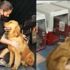 Çin’de kesilmekten kurtarılan 20 köpek Miami’de yeni sahiplerine kavuştu Çin’de kesilmekten kurtarılan 20 köpek Miami’de yeni sahiplerine kavuştu