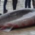 Marmara'da yakalandı! 4 metre boyunda 500 kilo... Marmara'da yakalandı! 4 metre boyunda 500 kilo...