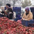 Hollanda`ya 190 ton salça gönderildi Hollanda`ya 190 ton salça gönderildi