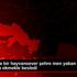 Bodrum da bir hayvansever şehre inen yaban domuzunu ...