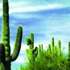 Kaktüsler büyük tehdit altında