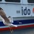 BUDO ve İDO'da o seferler iptal