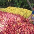 Ermenek'in yüzü elmada da gülmedi