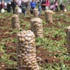 Patates tarlada 1 lira 70 kuruş iken pazarda 5 lira Patates tarlada 1 lira 70 kuruş iken pazarda 5 lira