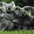 686 koala öldürüldü