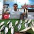 Karadeniz'de palamut bereketi Karadeniz'de palamut bereketi