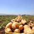 Sandıklı da patates hasadı başladı