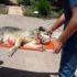 Yaralı köpeğe zabıta sahip çıktı