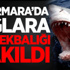 Marmara’da Ağlara Köpekbalığı Takıldı