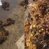 Müsilajdan sonra kıyılarda yeni tehdit: Sargassum Müsilajdan sonra kıyılarda yeni tehdit: Sargassum