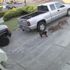 Sahibinin elinden kurtulan iki pitbull kediyi parçaladı Sahibinin elinden kurtulan iki pitbull kediyi parçaladı