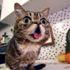 Milyonlarca takipçisi olan internet fenomeni kedi Lil Bub öldü