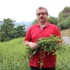 Stevia’da İkinci Hasat