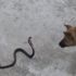 Yılan ile köpeğin karşılaştığı anları görüntüledi
