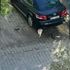 MUĞLA Kedi ile saksağanlar arasında yaşanan ilginç ...