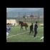 Futbol maçında sahaya at girdi Futbol maçında sahaya at girdi