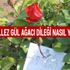 Hıdırellez gül ağacı dileği nasıl yapılır? Hıdırellez şenlikleri ne zaman?