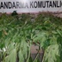 Yozgat İl Jandarma Komutanlığı 292 kök kenevir ele geçirdi