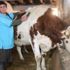 Asgari ücretle çalışmak yerine kendi işinin patronu oldu