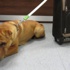 Köpeği neden terk ettiğini açıkladı