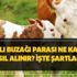 2020 yılı buzağı parası ne kadar, nasıl alınır? 2018 2. dönem buzağı destek ödemeleri yattı mı? İşte başvuru şartları