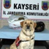 Kayseri'de 15 Kilo Esrar Ele Geçirildi Kayseri'de 15 Kilo Esrar Ele Geçirildi