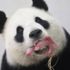 Fransa’daki gurbetçi panda ikiz doğurdu