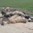 Bursa'da 84 köpek zehirlenerek öldürüldü
