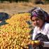 Malatya dan 115 ülkeye kuru kayısı ihracatı