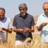 Kışın yağan kar, buğday üreticisinin yüzünü güldürdü Kışın yağan kar, buğday üreticisinin yüzünü güldürdü