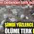 ﻿Eskiden bebekler terk edilirdi. Şimdi yüzlerce civciv ölüme terk edildi.