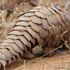 Pangolin pulu ne işe yarar? Pangolin pulu nedir, pangolin hakkında bilgi sizlerle
