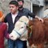 Sabiha nine bir istedi, beş ineği oldu Sabiha nine bir istedi, beş ineği oldu