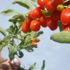 Mutluluk meyvesi goji berry Van'da üretildi
