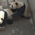 Panda Lu Lu bir rekor daha kırdı Panda Lu Lu bir rekor daha kırdı