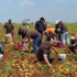 Cezaevindeki hükümlüler 60 ton patates üretti