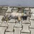 Yavru köpek iple bağlanmış halde ölü bulundu. Kayseri'de vahşet, Yavru köpek iple bağlanmış halde ölü bulundu. Kayseri'de vahşet,