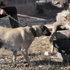 Şehre inen kurdu kangal köpeği boğdu