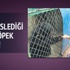 Köpek diye besledi ayı çıktı!
