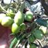 Zeytin sineği ile mücadele zamanı