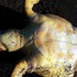Marmaris sahiline ölü caretta caretta vurdu