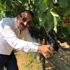 Superior seedless üzümünün ihracat yolculuğu başlıyor