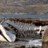 'Leviathan'ın yönetmeni: Olay Türkiye'de de geçebilirdi 'Leviathan'ın yönetmeni: Olay Türkiye'de de geçebilirdi
